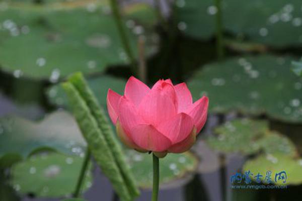 乒超聯(lián)賽：黃石、魯能全勝領(lǐng)跑