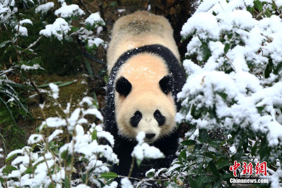牽手德國B(niǎo)ABOR芭寶，“香水大咖”穎通如何打造第二增長(cháng)曲線(xiàn)？
